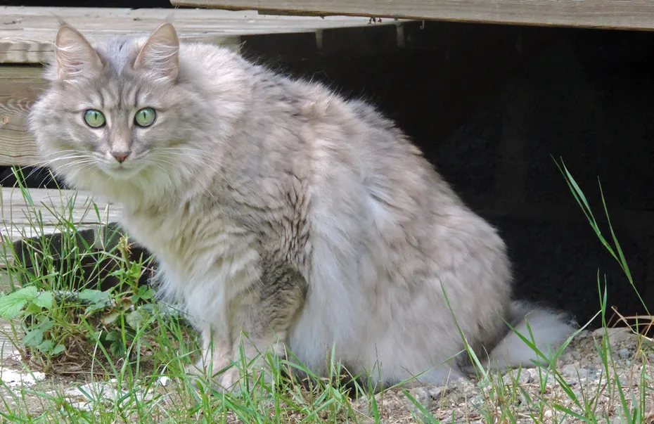 blue cream turkish angora