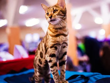 Top 10 Pet Trade Shows in North America (2026 Update)
