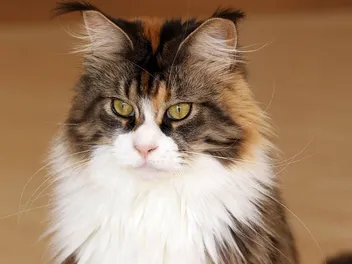 Maine Coon Kittens for Sale in Wisconsin: Breeders List 2026