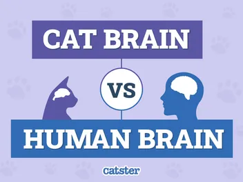 Cat Brain vs Human Brain: Differences Explained (With Infographic)