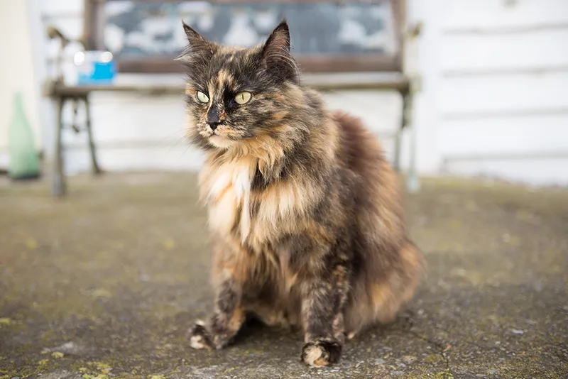 tortoiseshell Norwegian forest cat sitting