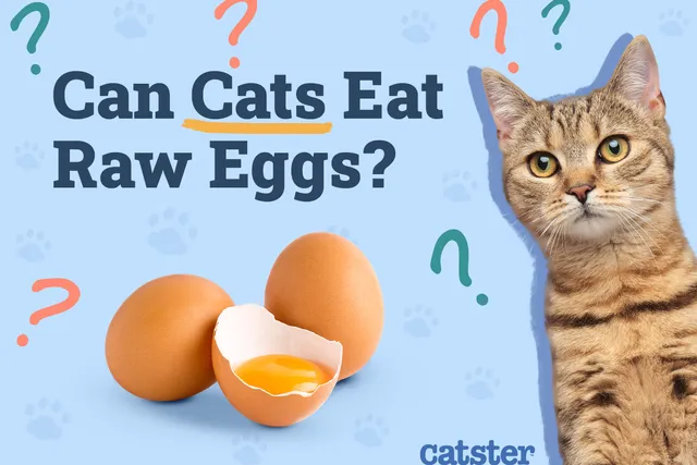 Can Cats Eat Raw Eggs? Vet-Reviewed Health & Safety Guide