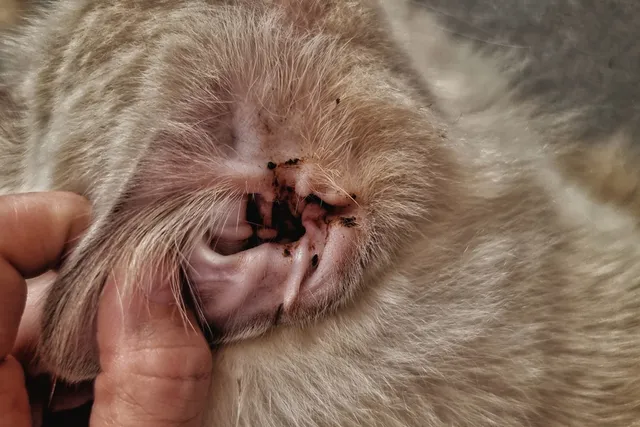 Ear Cancer in Cats: Causes, Signs & Care (Vet Answer)