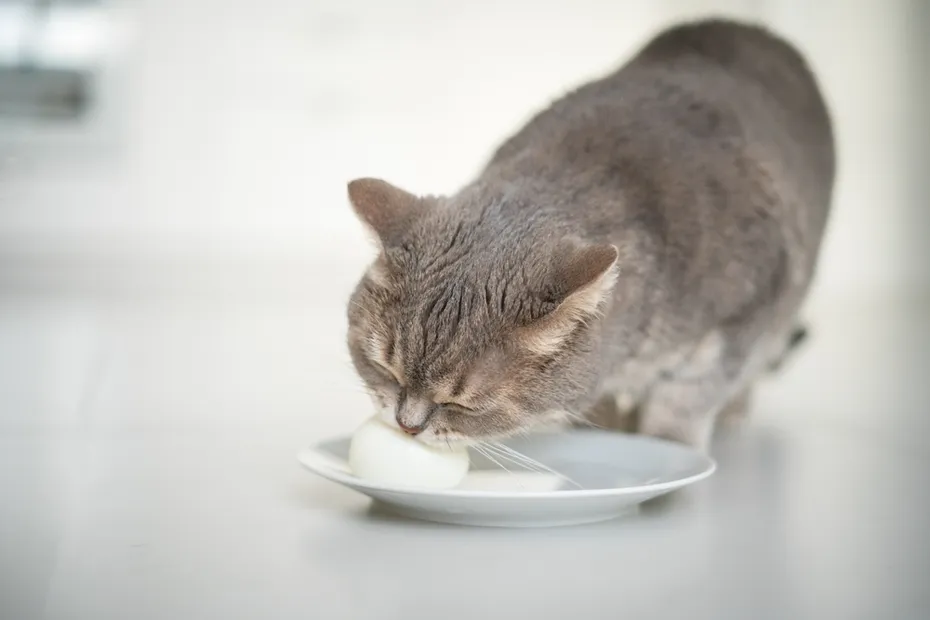 Cat eating egg on a plate