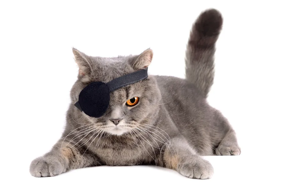 cat dressed as a pirate