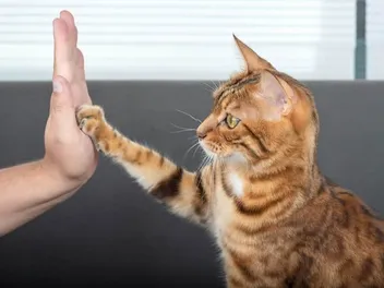 How to Make a Cat Less Skittish: 10 Vet Approved Tips & Tricks