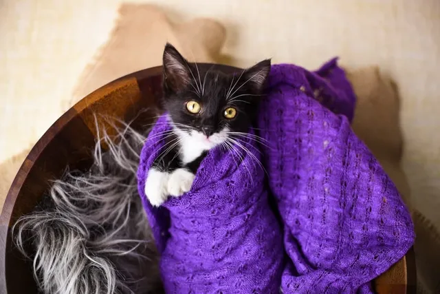 The Best & Worst Fabrics for Repelling Cat Fur (With Pictures)