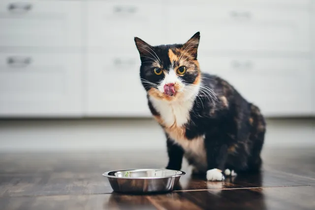 My Cat Is Obsessed with Food, Is Something Wrong? Vet-Verified Facts