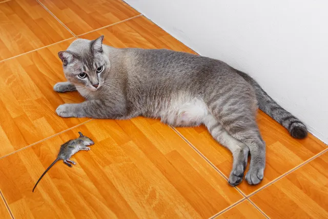 Do Cats Eat Rats or Just Kill Them? Vet-Verified Biological Reasons & Risks