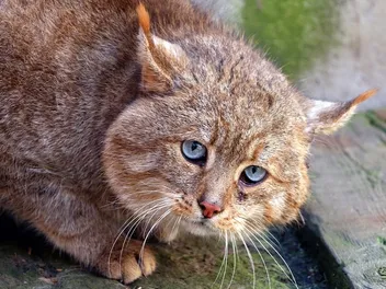 Chinese Mountain Cat Breed Info: Pictures, Temperament & Traits