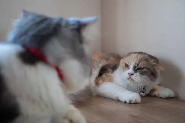 How Much Hissing Is Normal When Introducing Cats? What to Tolerate & Guide (Vet-Reviewed)