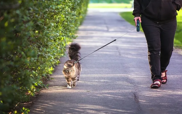 Leash Training Your Cat: 9 Easy Steps (With Pictures)