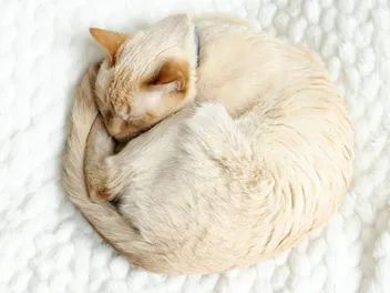 Why Do Cats Sleep in a Circle? Vet Reviewed Reasons