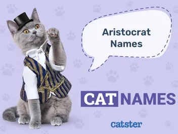 40 Aristocats Cat Names: Fairytale Options for Your Pet