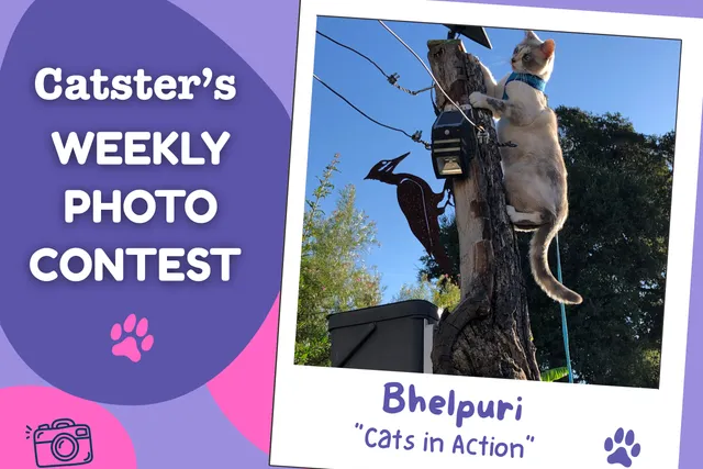 Catster’s Weekly Photo Contest Winners: Cats in Action (August 3, 2026)