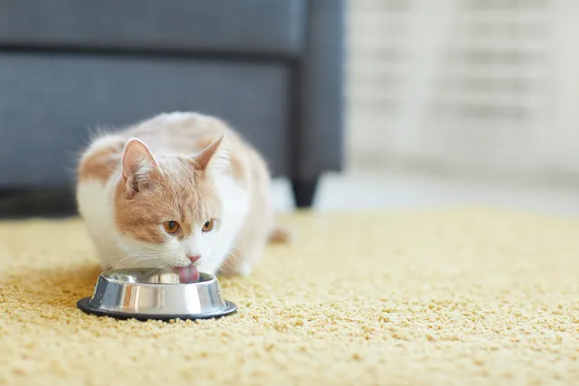 A Feline Expert Gives Tips on Keeping Cats Hydrated