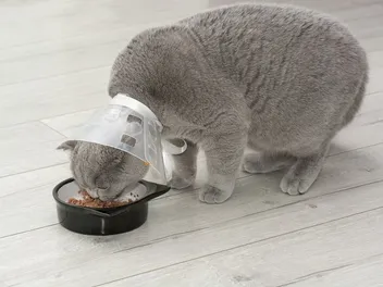 How to Feed a Cat with a Cone: 5 Vet-Verified Tips