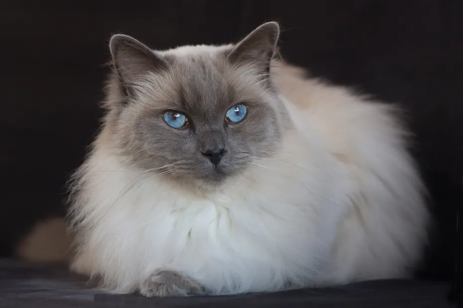 Bluepoint Ragdoll cat on dark background