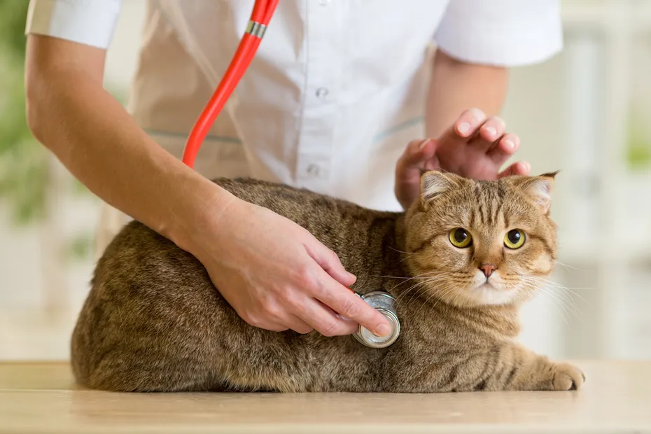 vet checking cat with a stethoscope