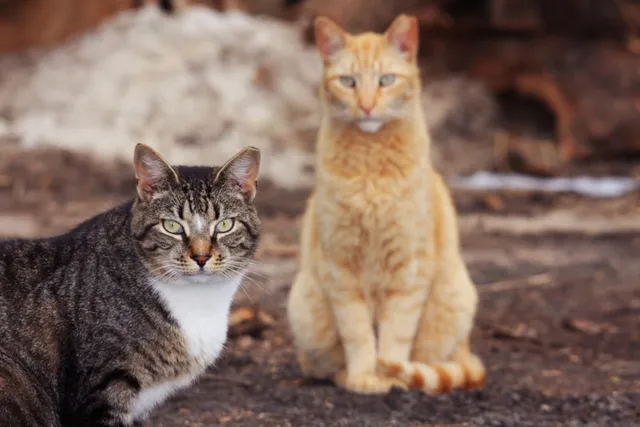 What Feral Cats Actually Need From the People Who Feed Them