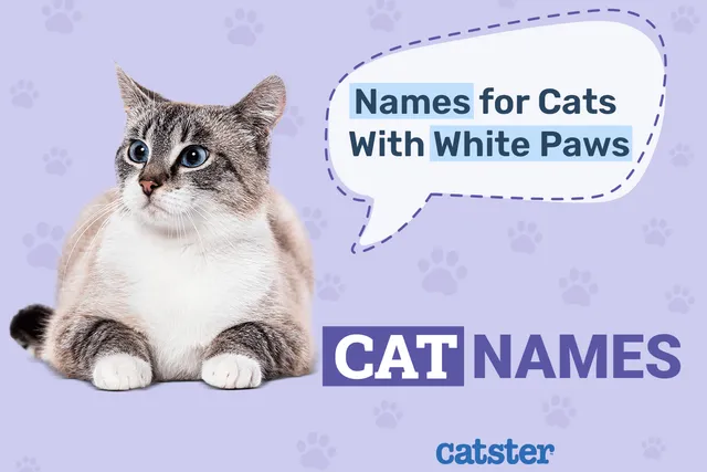 60 Fitting Names for Cats With White Paws