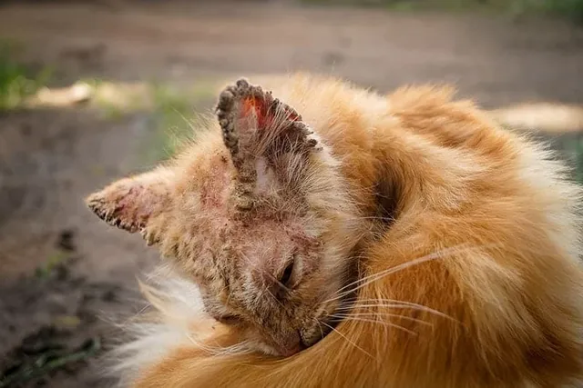 Mange Spreads Fast in Feral Colonies - Here's How to Stop It