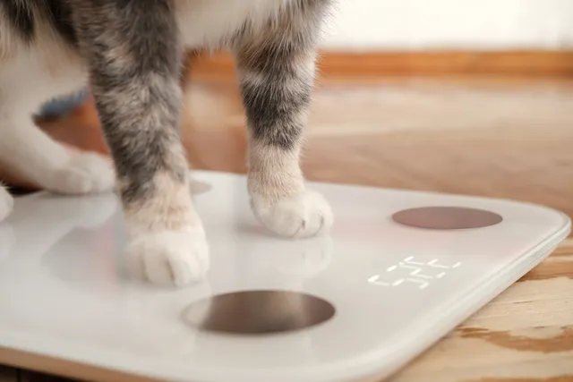 How Much Should My Cat Weigh? Vet-Approved Chart & Infographic