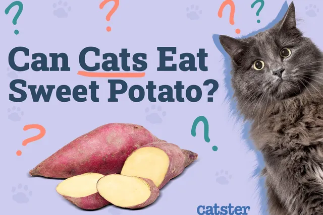 Can Cats Eat Sweet Potato? Vet-Verified Facts & Feline Nutrition Tips