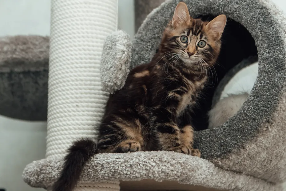 Young marble Bengal cat on a cat tree