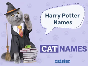 150+ Harry Potter Inspired Cat Names: Ideas for Magical & Intriguing Cats