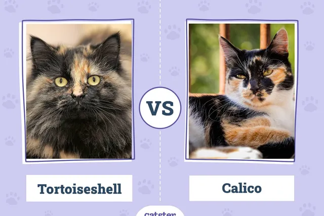 Tortoiseshell Cat vs. Calico: How to Spot the Difference (With Pictures, Vet-Reviewed)