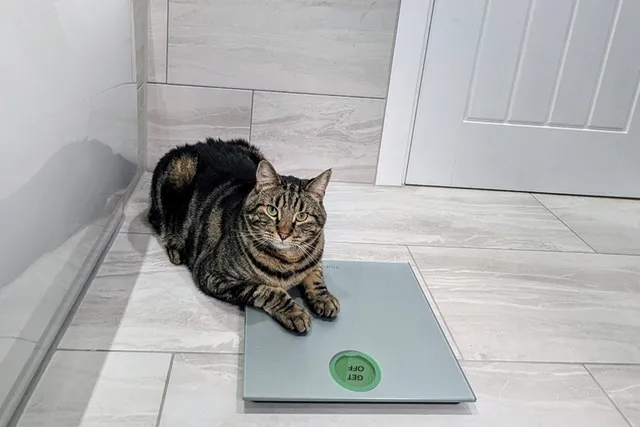 It's Crunch Time, Cyril: A Weight Loss Journey (Part 1)