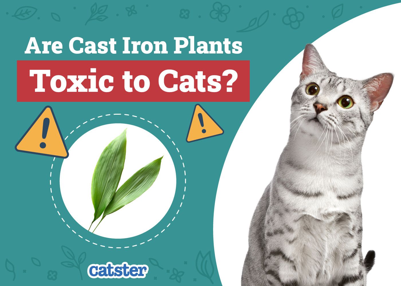 Catster_Are Cast Iron Plants Toxic to Cats