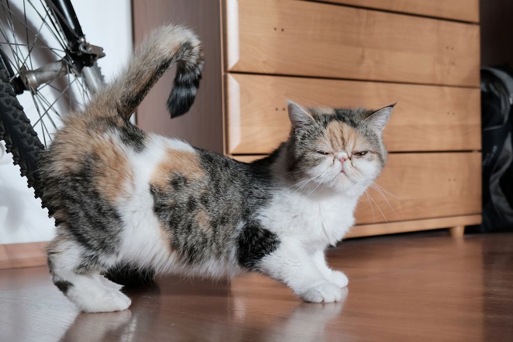 small-kitty-in-heat-is-standing-with-her-tail-raised