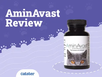 AminAvast® For Cats 2026 Review: Our Vet Discusses Pros, Cons & How it Promotes Healthy Kidney Function