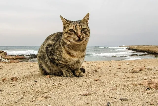 Is Cat Panting Normal? Our Vet Explains