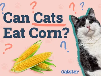 Can Cats Eat Corn? Vet-Approved Nutritional Facts & FAQ