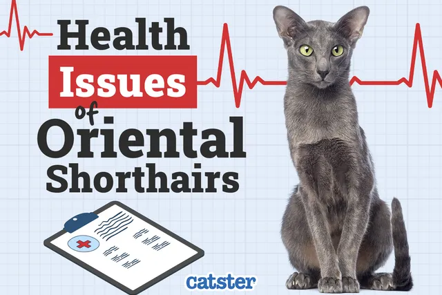 Oriental Shorthair Cat Health Problems: 12 Vet-Reviewed Issues