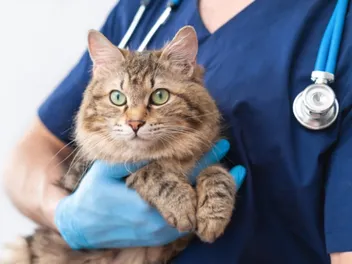 Will My Cat Hate Me After the Vet? 8 Vet-Reviewed Tips to Avoid It