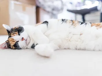 My Cat Is Constantly Sleeping, Should I Worry? Our Vet Explains