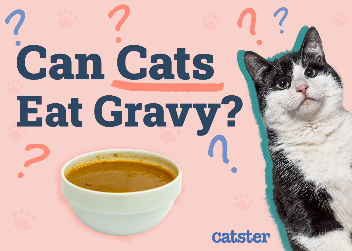 Can Cats Eat Gravy