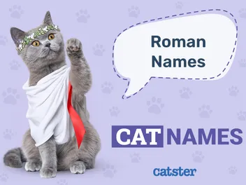 150 Roman Cat Names: Powerful Names Apt for an Emperor
