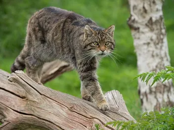 My Cat Killed a Bat, What Do I Do Now? Vet-Approved Safety Info