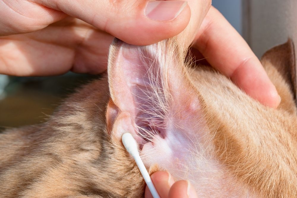 Cat ears getting cleaned