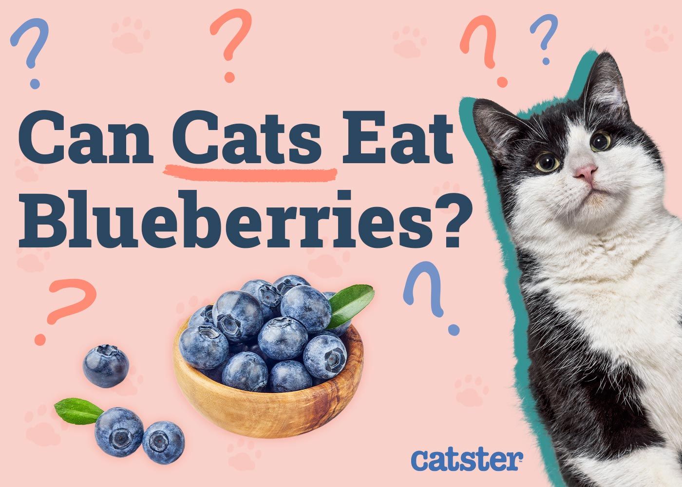 Can Cats Eat Blueberries