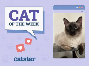 Catster Photo Contest: Cats of the Week Winners (April 10, 2025)