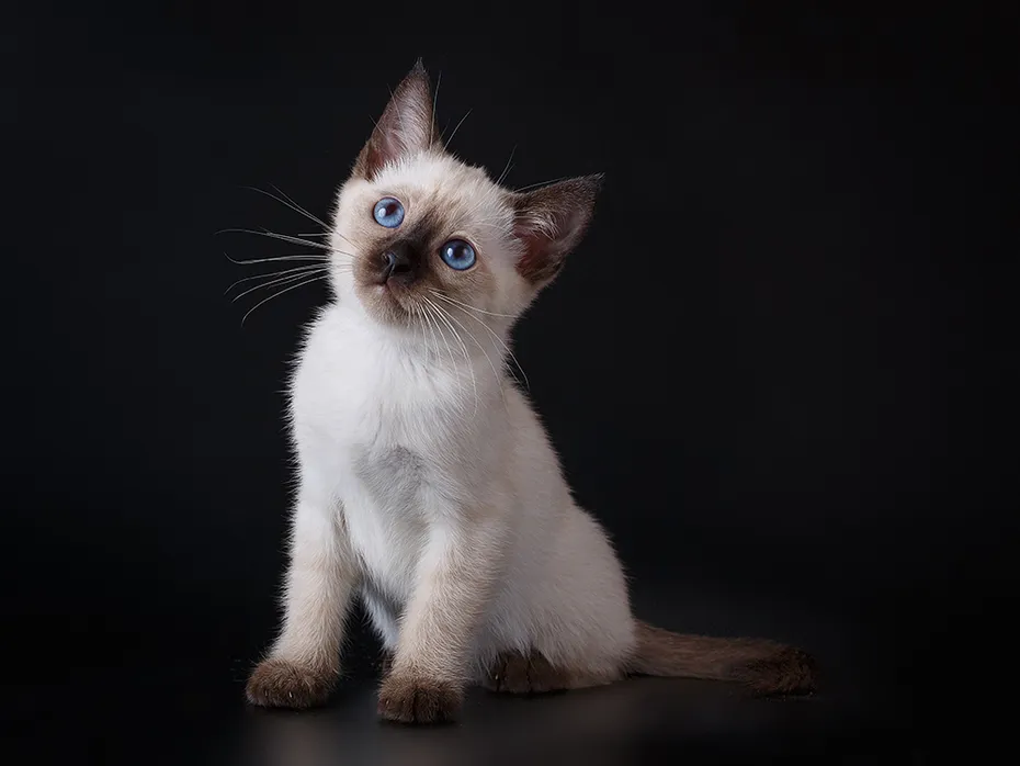 siamese kitten
