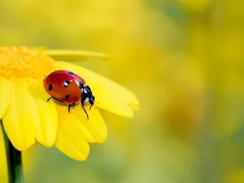 Are Ladybugs Poisonous to Cats? Vet-Confirmed Toxicity