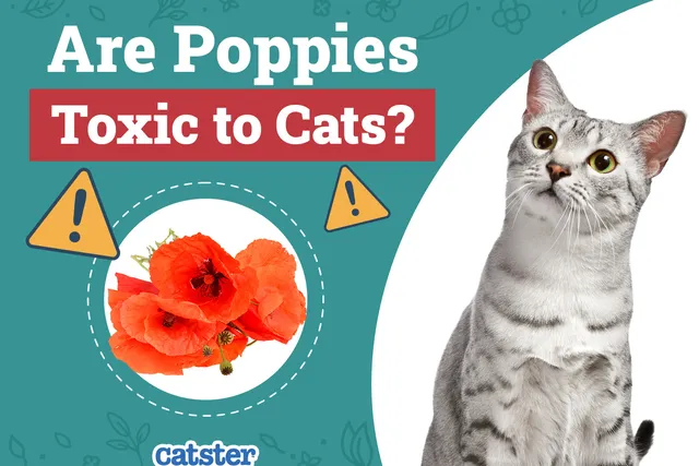 Are Poppies Toxic To Cats? Vet Approved Facts & FAQ