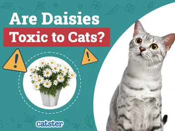 Are Daisies Toxic to Cats? Vet-Reviewed Risks & Advice